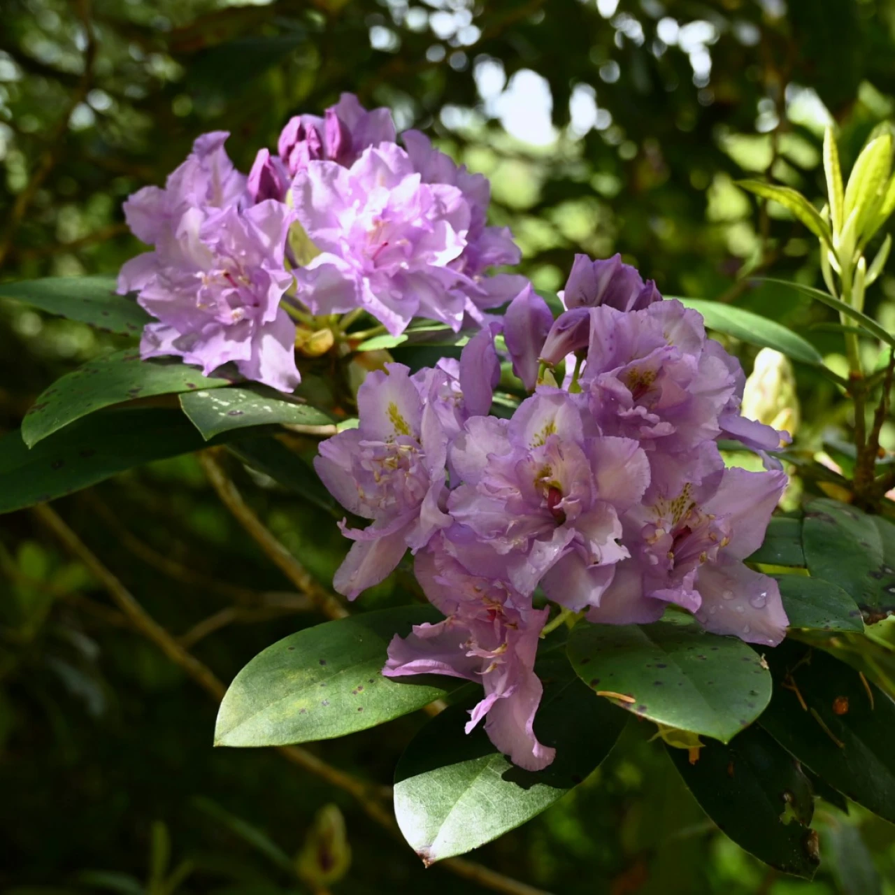 'Fastuosum Flore Pleno' AGM